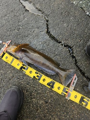 アブラコの釣果