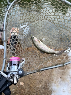 ニジマスの釣果