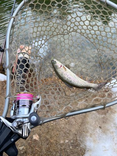 ニジマスの釣果
