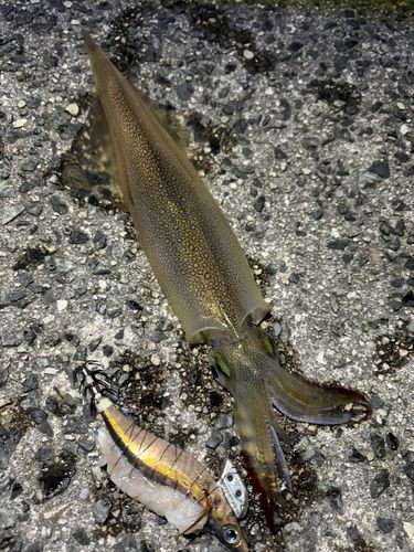 ヤリイカの釣果