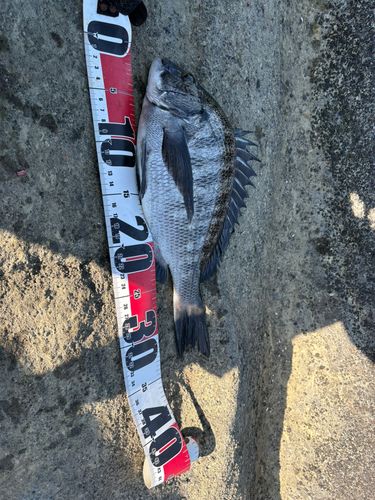 クロダイの釣果