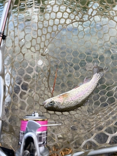 ニジマスの釣果