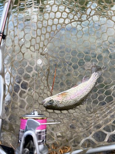 ニジマスの釣果