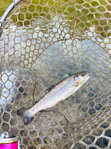 ニジマスの釣果
