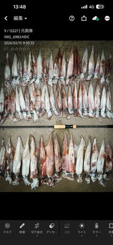 ヤリイカの釣果