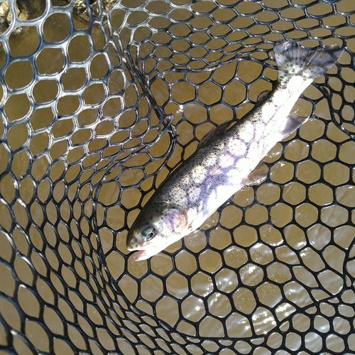 ニジマスの釣果