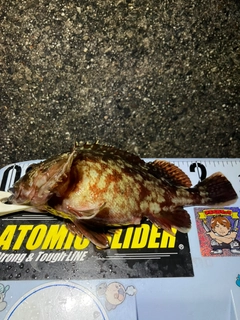 カサゴの釣果
