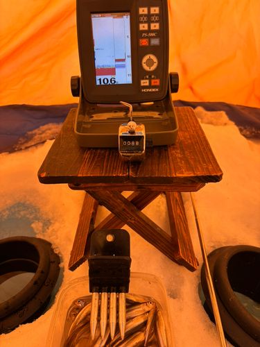 ワカサギの釣果