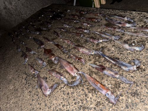 ヤリイカの釣果