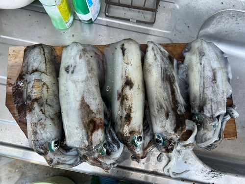 アオリイカの釣果