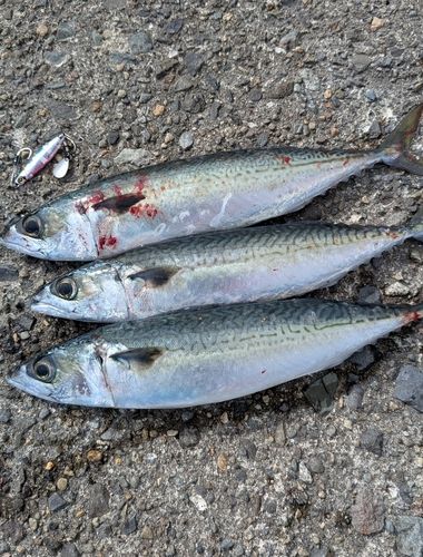 サバの釣果