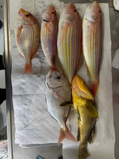 イトヨリダイの釣果
