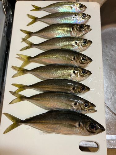 アジの釣果