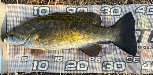 スモールマウスバスの釣果