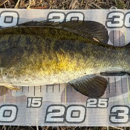 スモールマウスバス