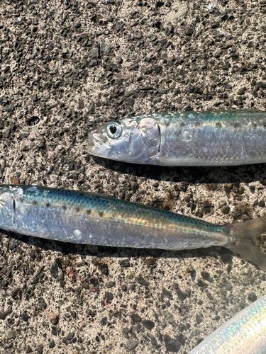 マイワシの釣果