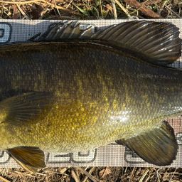 スモールマウスバス