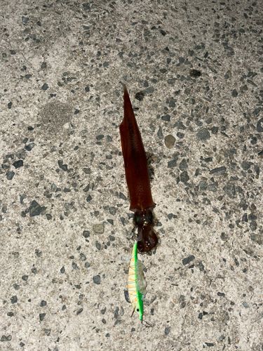 ヤリイカの釣果