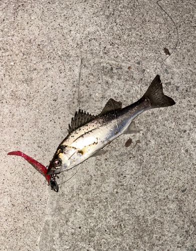 セイゴ（マルスズキ）の釣果