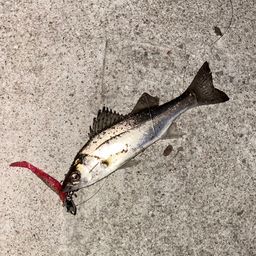 セイゴ（マルスズキ）