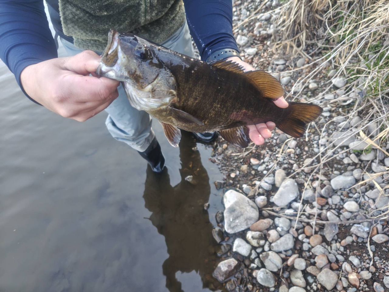 スモールマウスバス