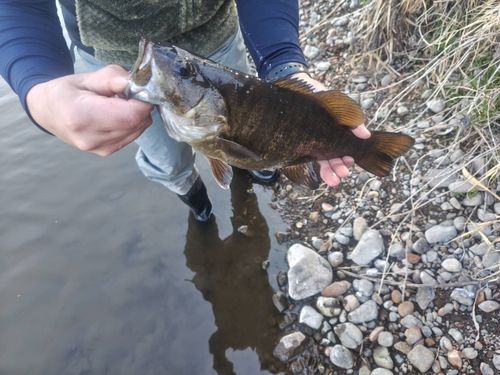 スモールマウスバスの釣果