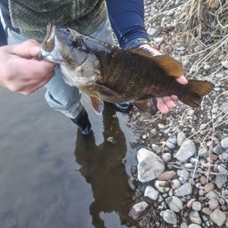 スモールマウスバス