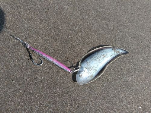 シタビラメの釣果