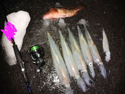 ヤリイカの釣果
