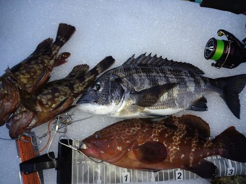 クロダイの釣果