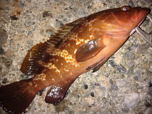 キジハタの釣果