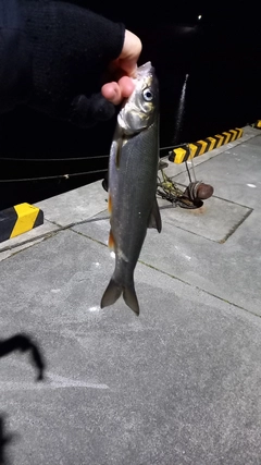 アイナメの釣果