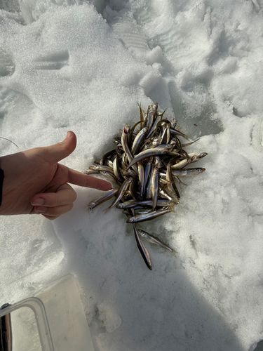 ワカサギの釣果