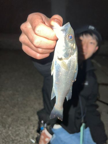 若洲海浜公園海釣り施設