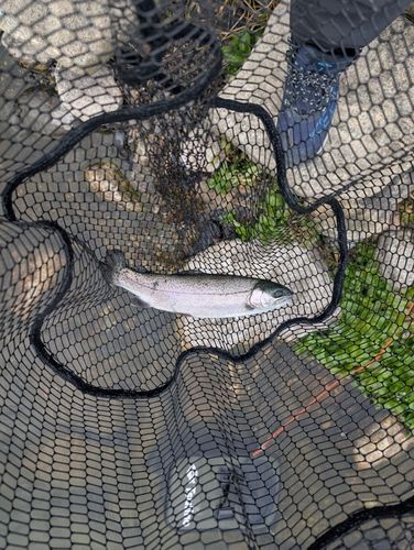 フィッシングパーク高島の泉
