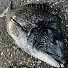 クロダイの釣果