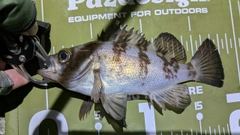 シロメバルの釣果
