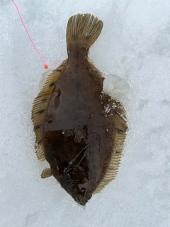 カレイの釣果