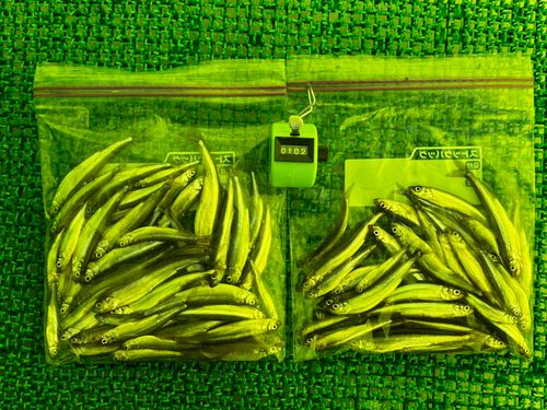 ワカサギの釣果