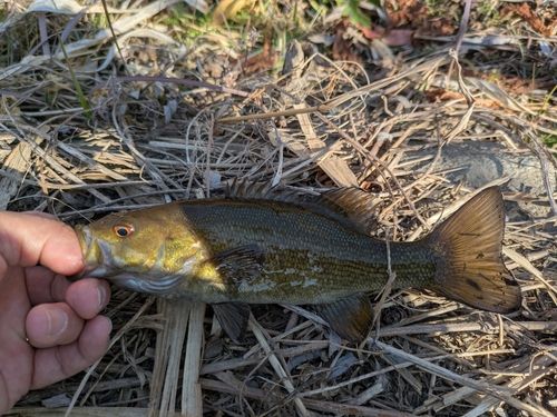 スモールマウスバスの釣果