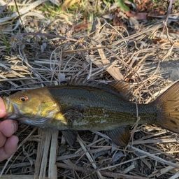 スモールマウスバス