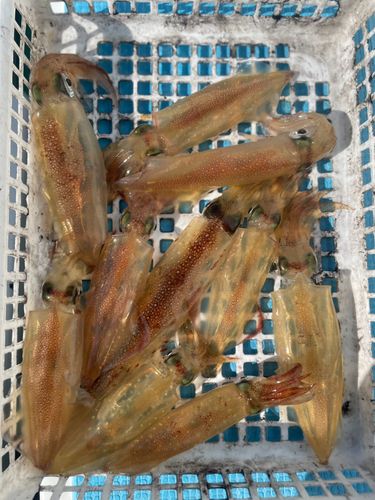 マルイカの釣果