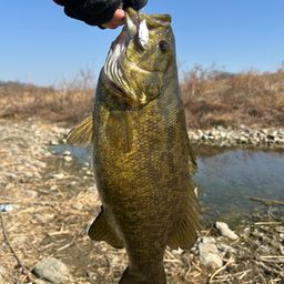 スモールマウスバス