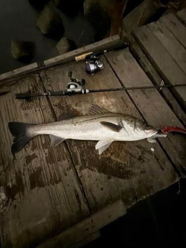 荒川河川敷運動公園