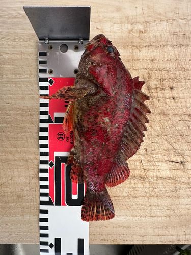 ヨロイメバルの釣果