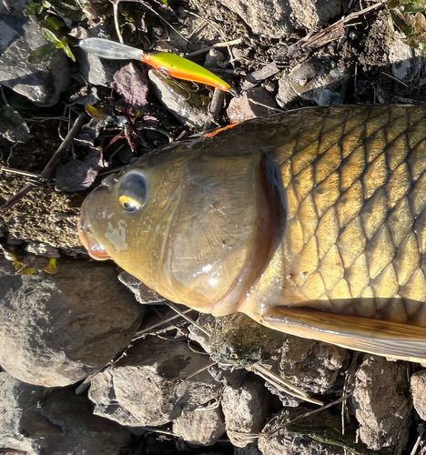 コイの釣果
