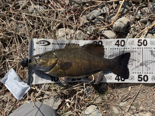 スモールマウスバスの釣果