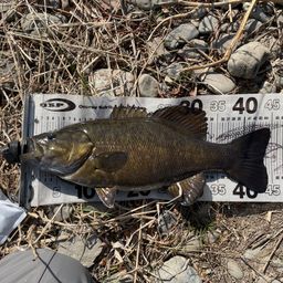 スモールマウスバス