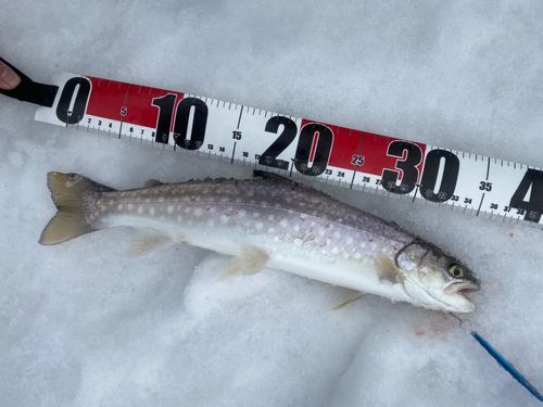 アメマスの釣果