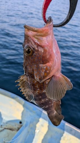 アコウの釣果